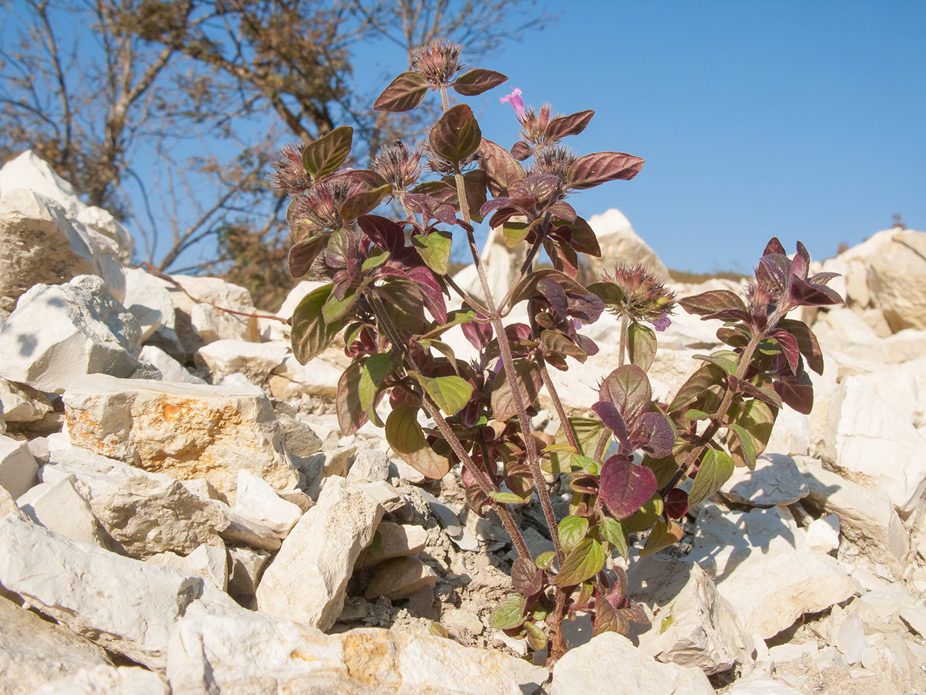 Изображение особи Clinopodium caucasicum.