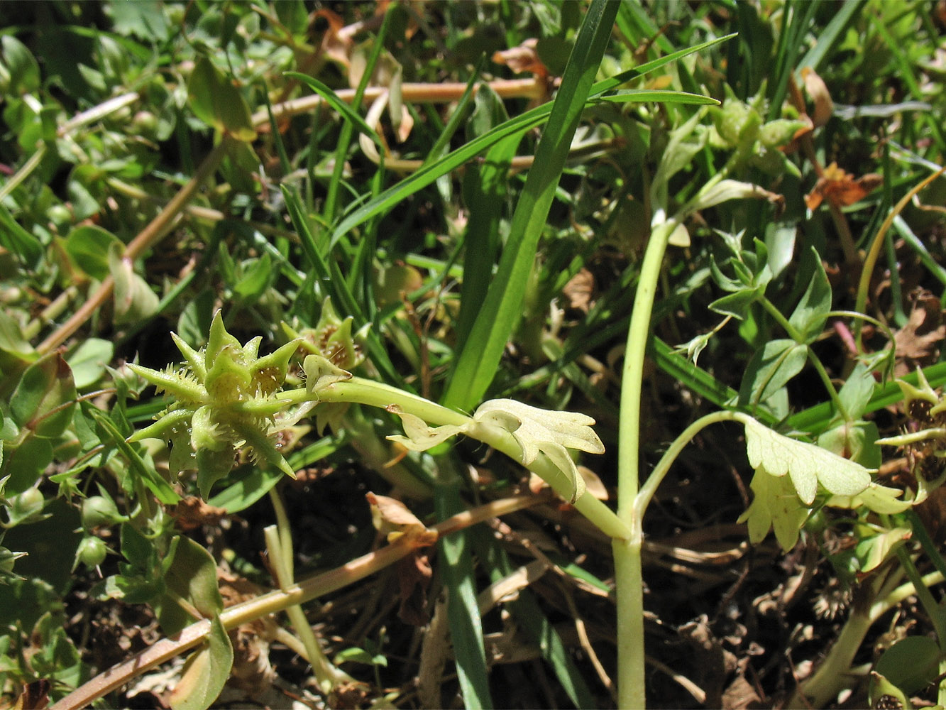 Image of Ranunculus muricatus specimen.