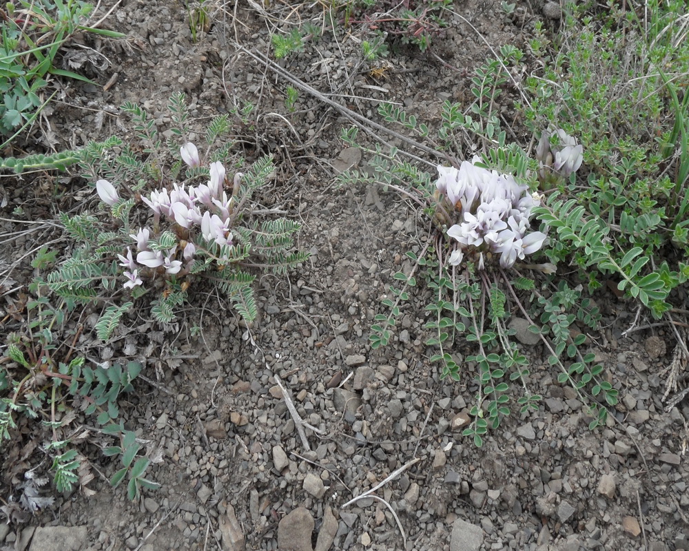 Изображение особи род Astragalus.