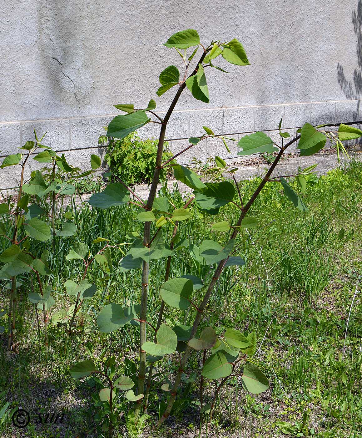 Изображение особи Reynoutria japonica.