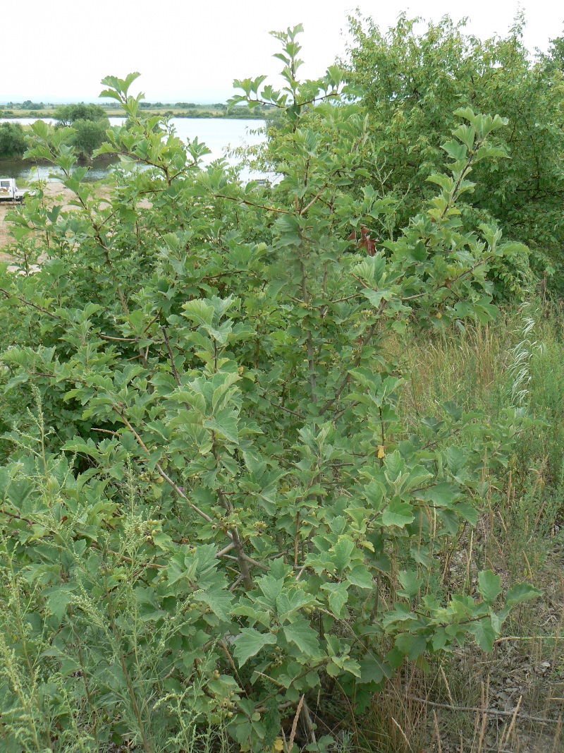 Image of Crataegus dahurica specimen.