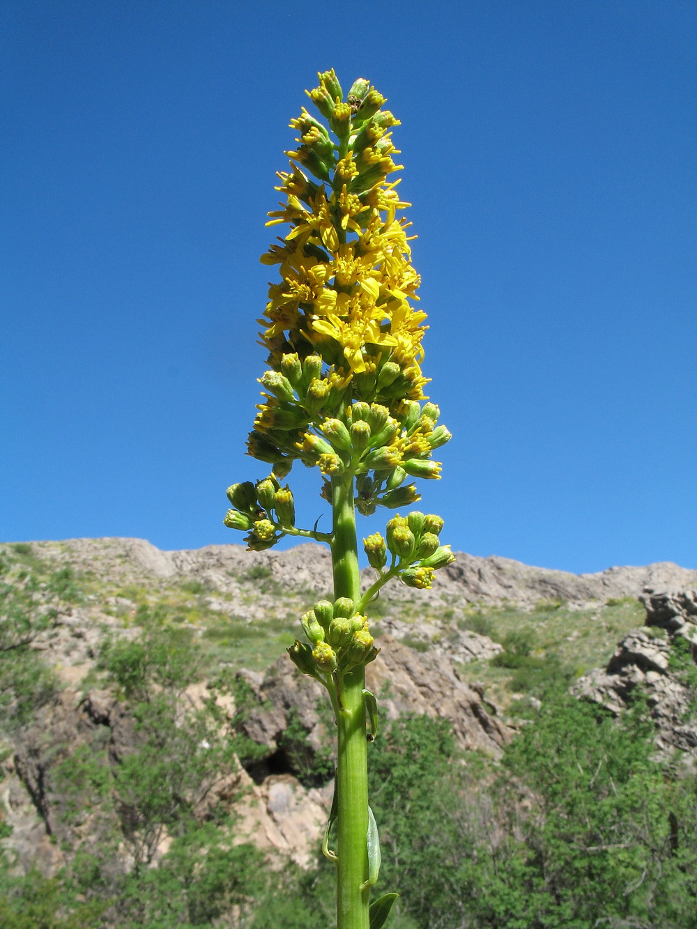 Image of Ligularia heterophylla specimen.