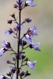 Image of taxon representative. Author is Владимир Иванов