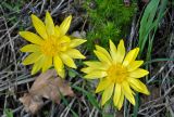 Adonis vernalis. Цветки. Самарская обл., Ставропольский р-н, окр. с. Жигули, залив Жигулёвская Труба, опушка широколиственного леса. 03.05.2021.