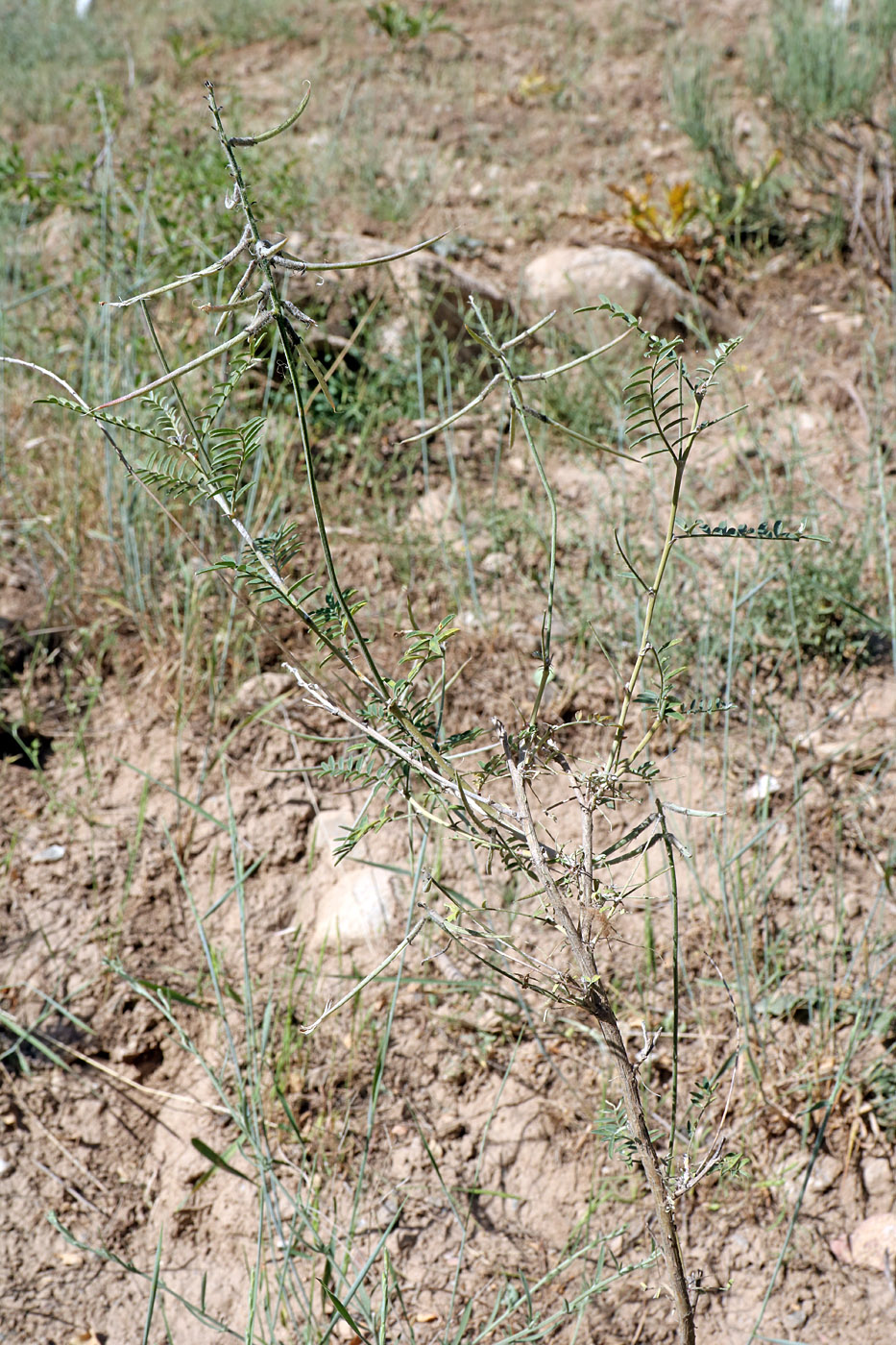 Изображение особи Astragalus kabadianus.