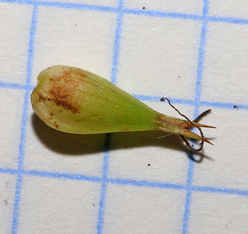 Image of Carex raddei specimen.