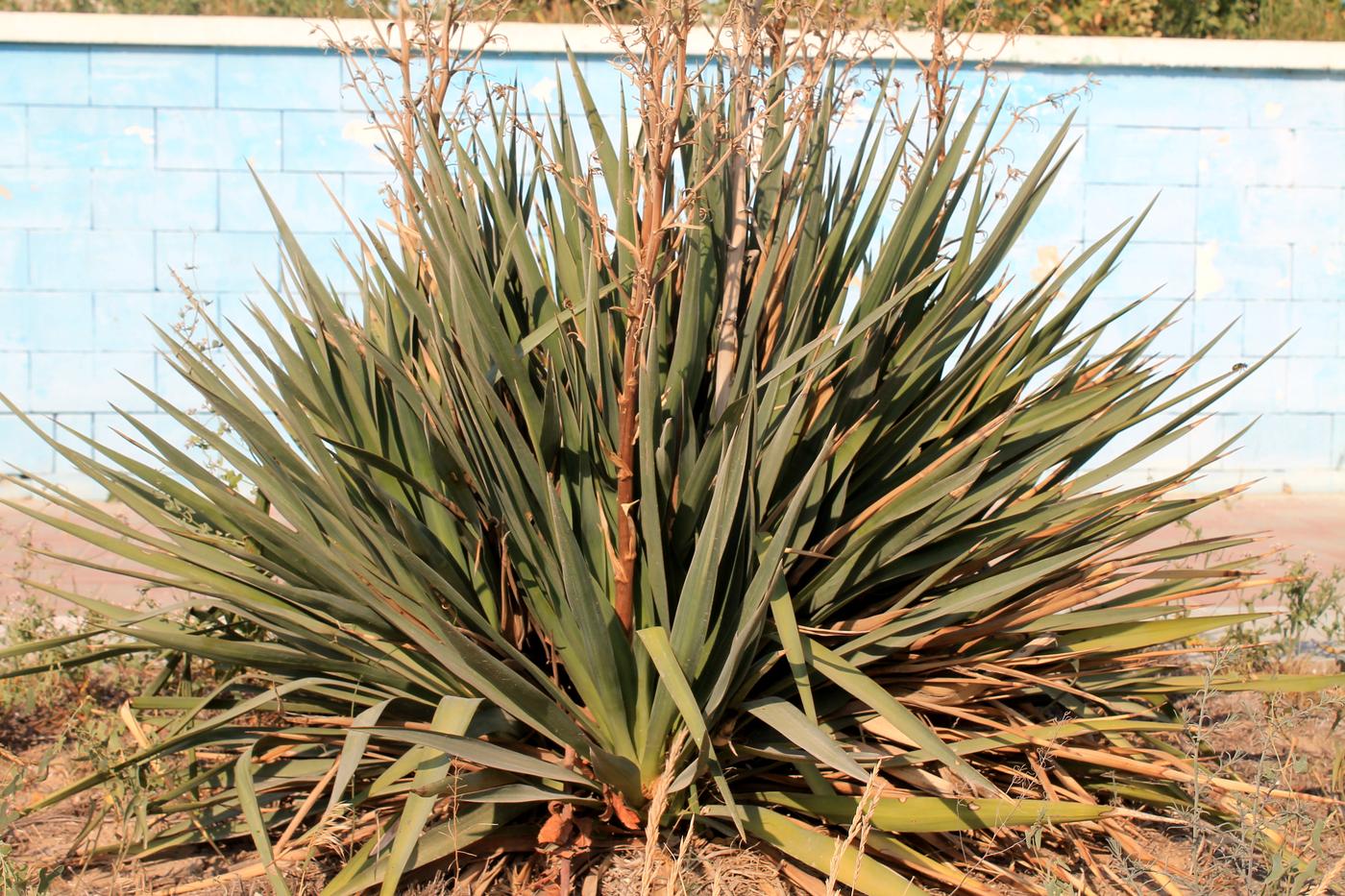 Image of Yucca gloriosa specimen.