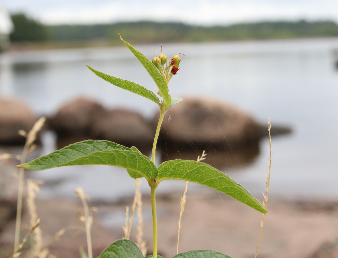 Изображение особи Lysimachia vulgaris.