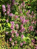 Thymus pulegioides