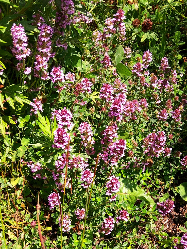 Изображение особи Thymus pulegioides.