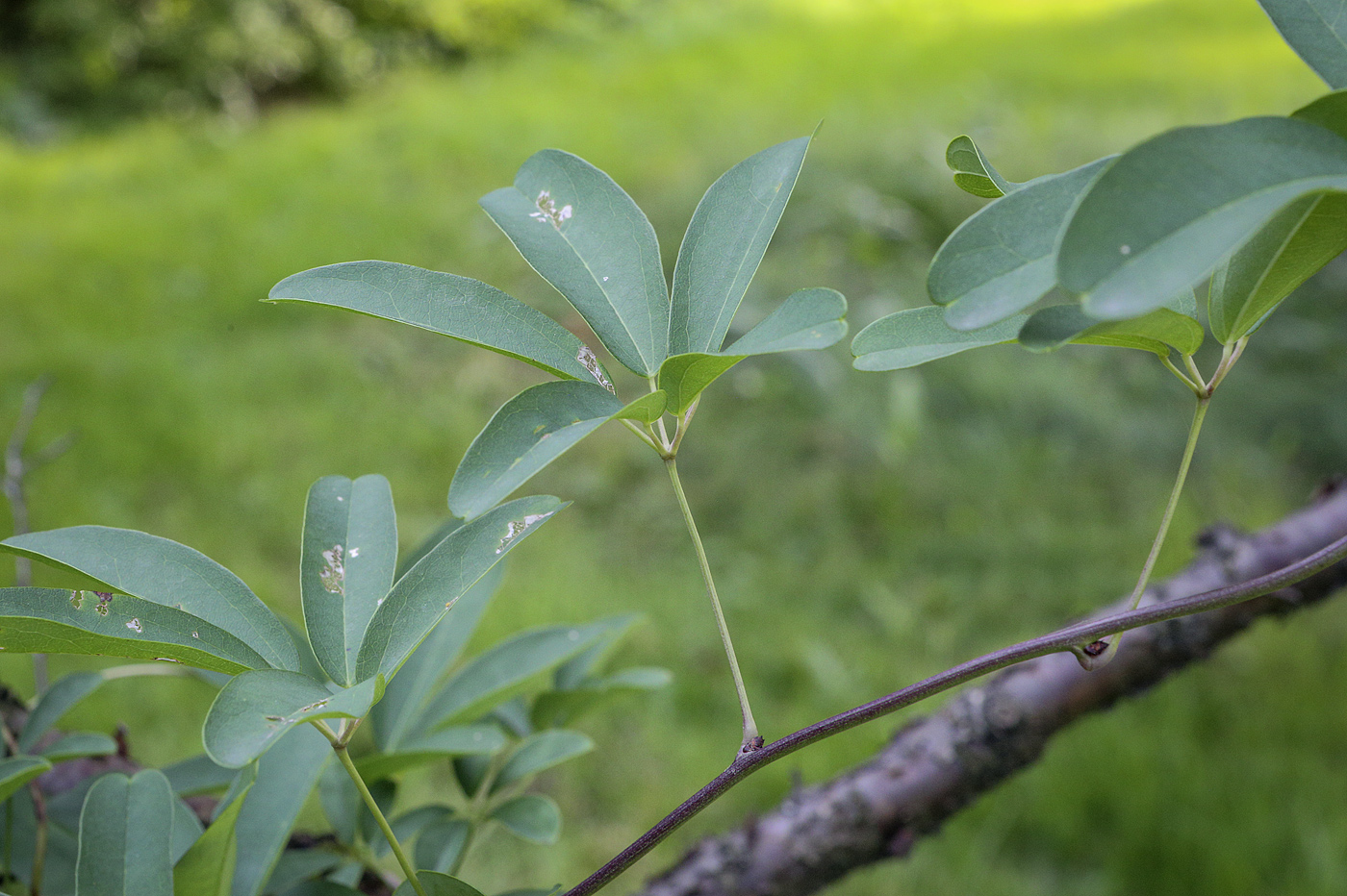 Изображение особи Akebia quinata.