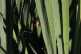 Yucca filamentosa