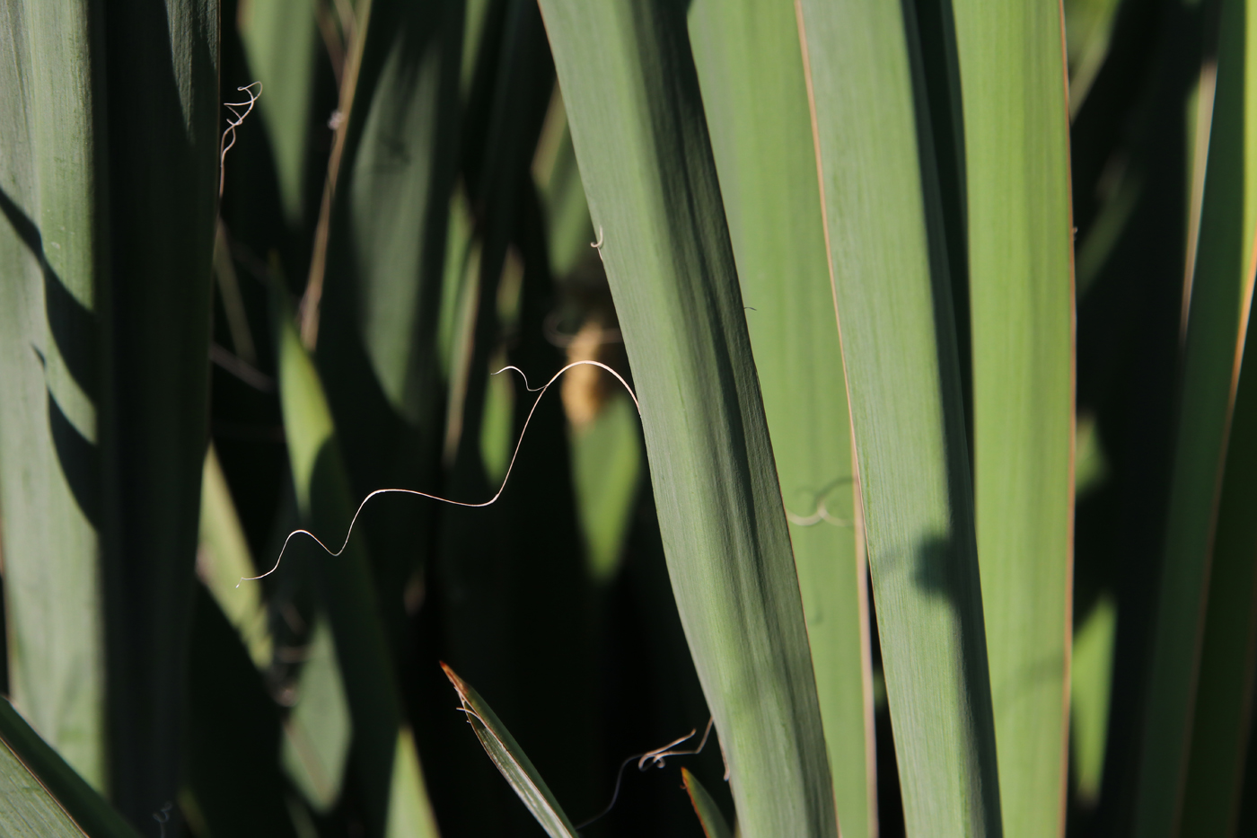 Изображение особи Yucca filamentosa.