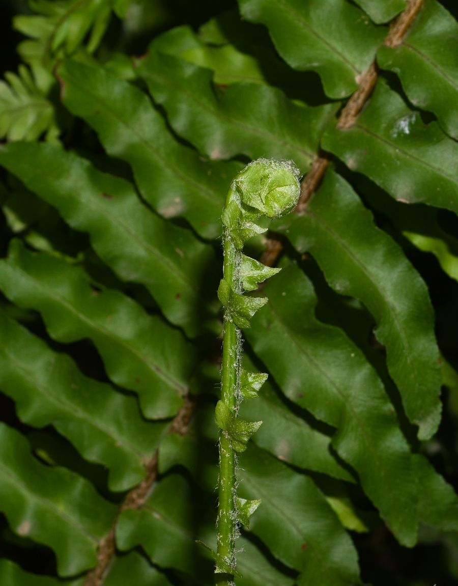 Изображение особи Nephrolepis exaltata.