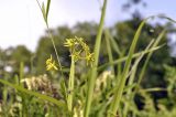 Pycnostelma paniculatum. Часть побега с соцветием. Приморский край, Уссурийский гор. округ, окр. с. Монакино, широколиственное редколесье. 02.07.2021.