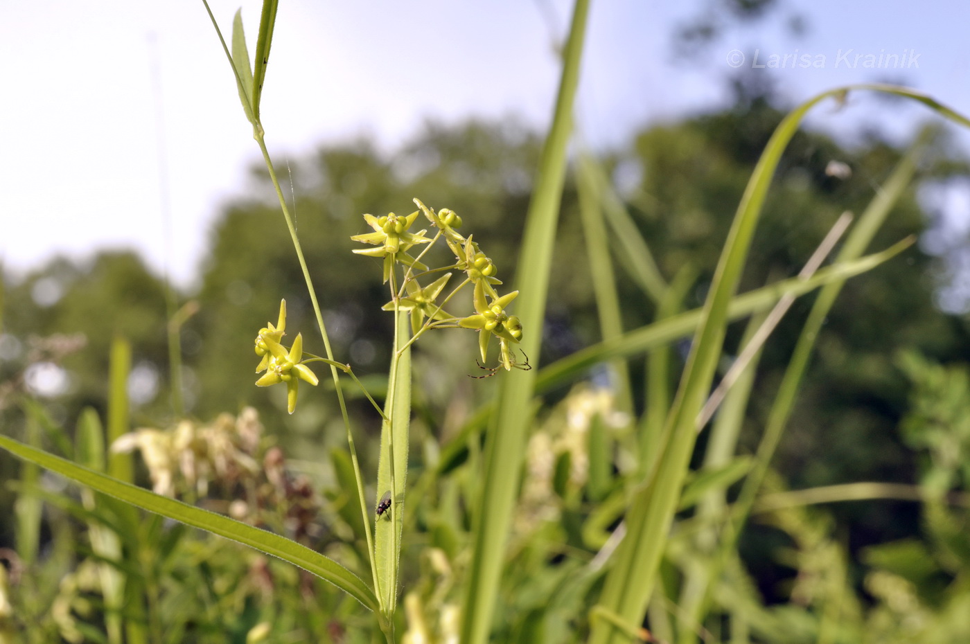 Image of Pycnostelma paniculatum specimen.