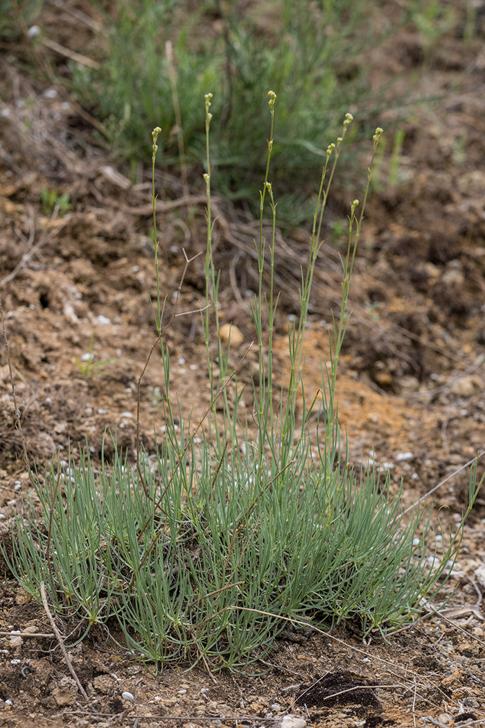 Image of Gypsophila glomerata specimen.