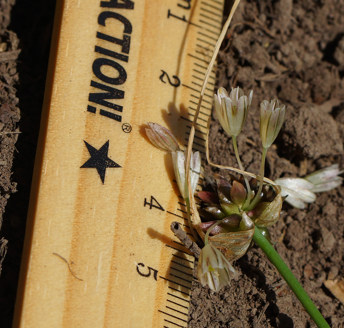 Image of Allium oleraceum specimen.