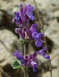 Nepeta mussinii