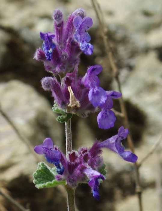 Image of Nepeta mussinii specimen.