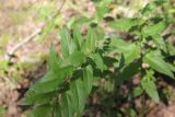 Nepeta sibirica