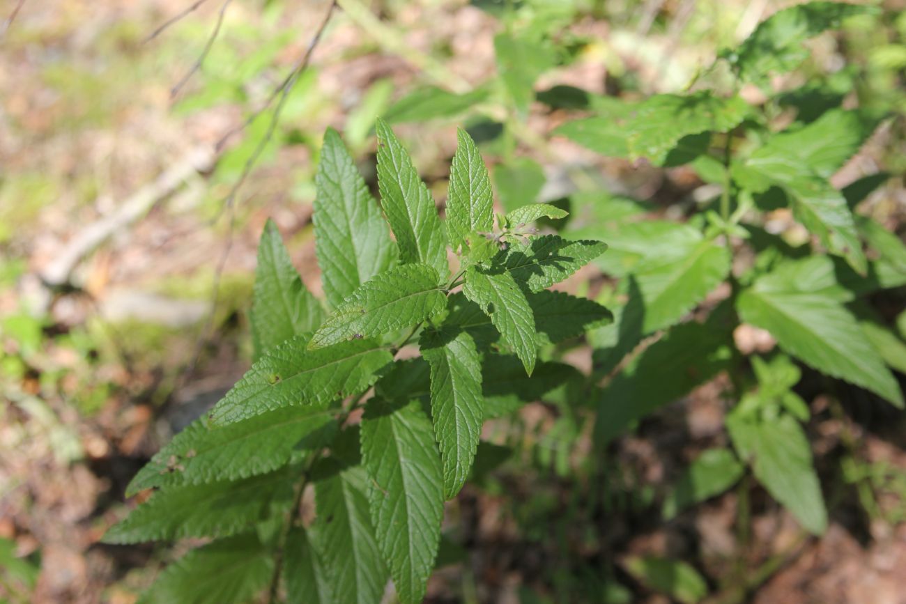 Изображение особи Nepeta sibirica.