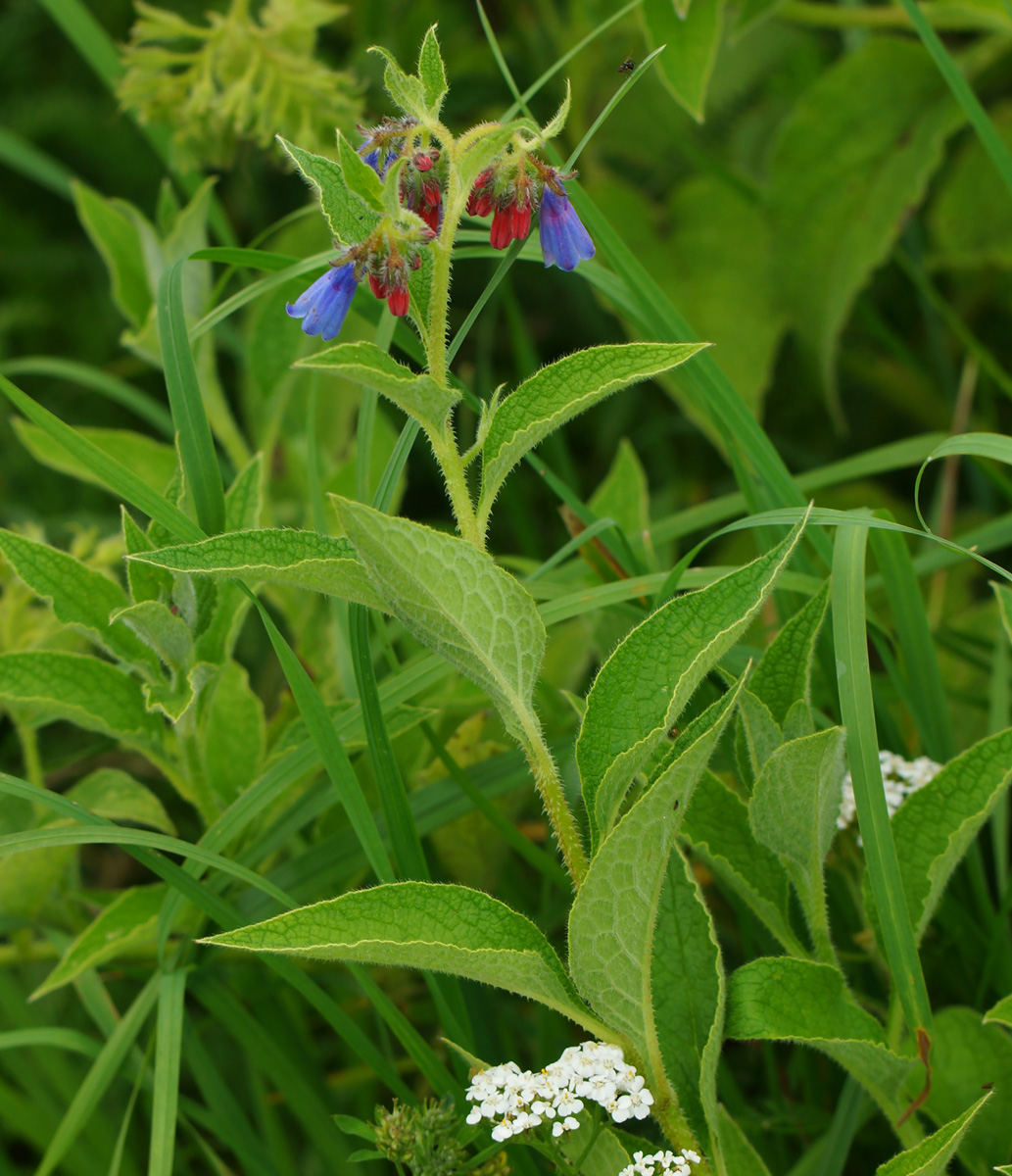 Image of Symphytum asperum specimen.