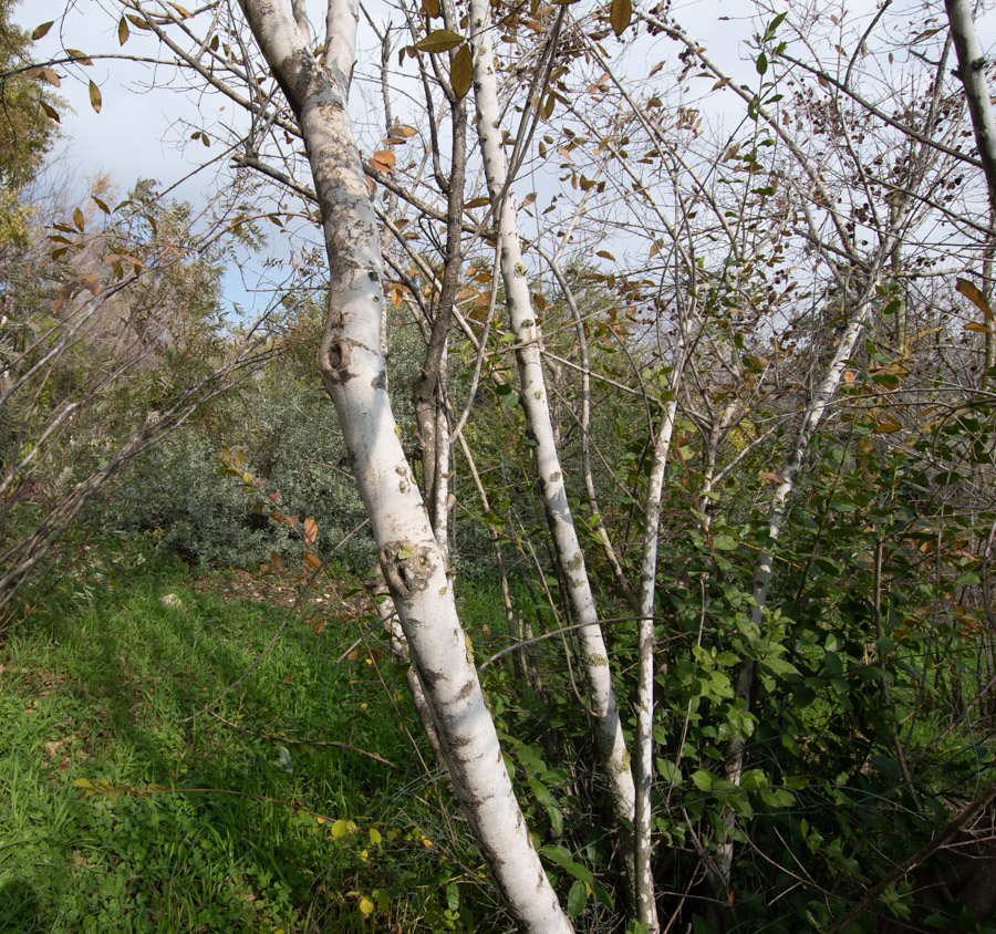 Image of Combretum kraussii specimen.