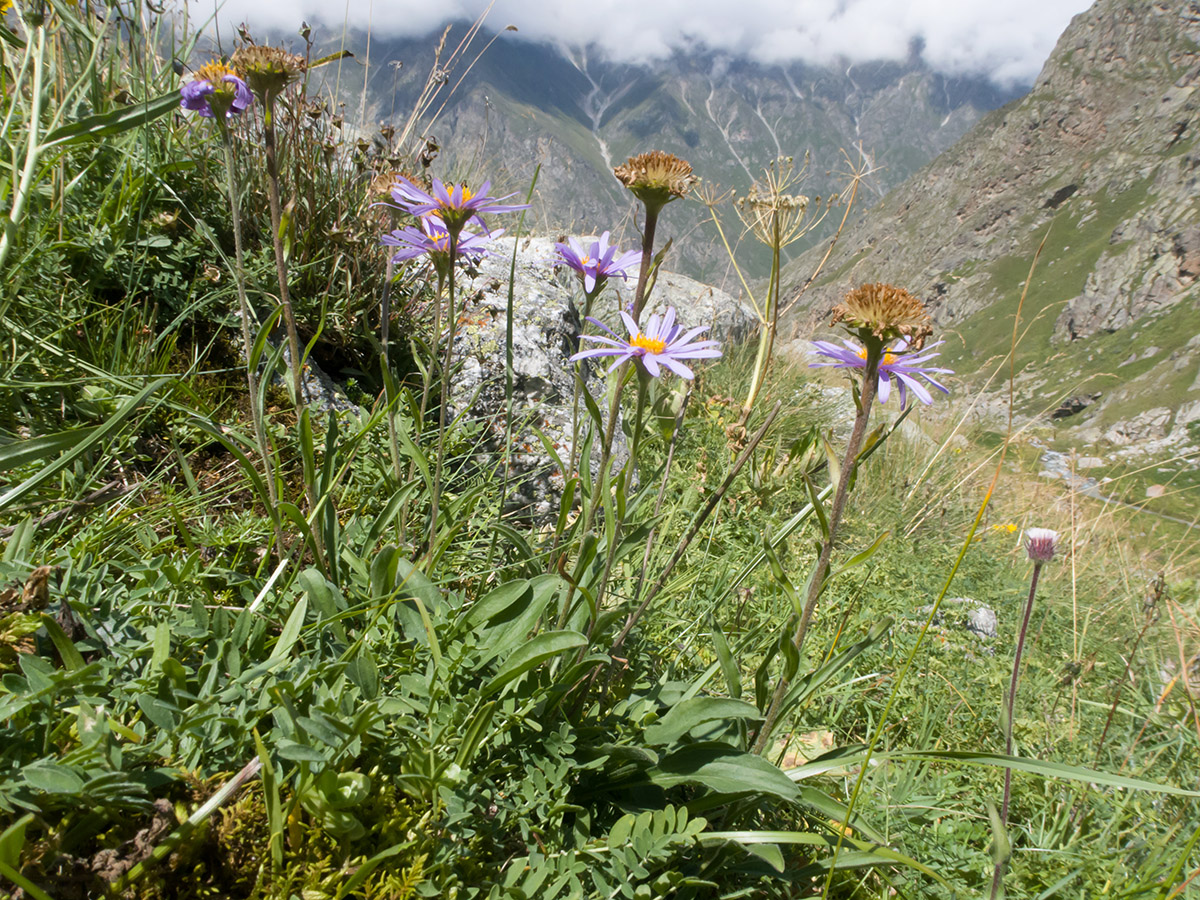 Image of Aster alpinus specimen.