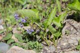 Trachystemon orientalis