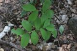 Polygonatum odoratum