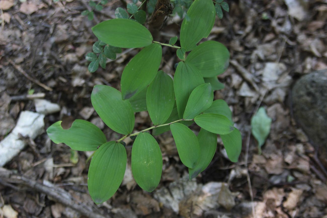 Image of Polygonatum odoratum specimen.