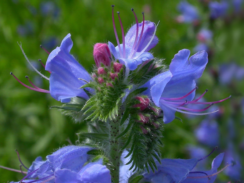 Изображение особи Echium vulgare.