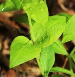 Pseudostellaria davidii