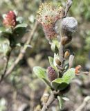 Salix helvetica