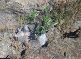 Pachypodium rosulatum