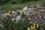 Scutellaria polyodon