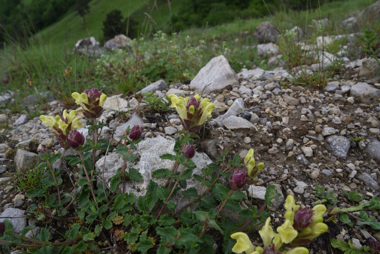 Изображение особи Scutellaria polyodon.