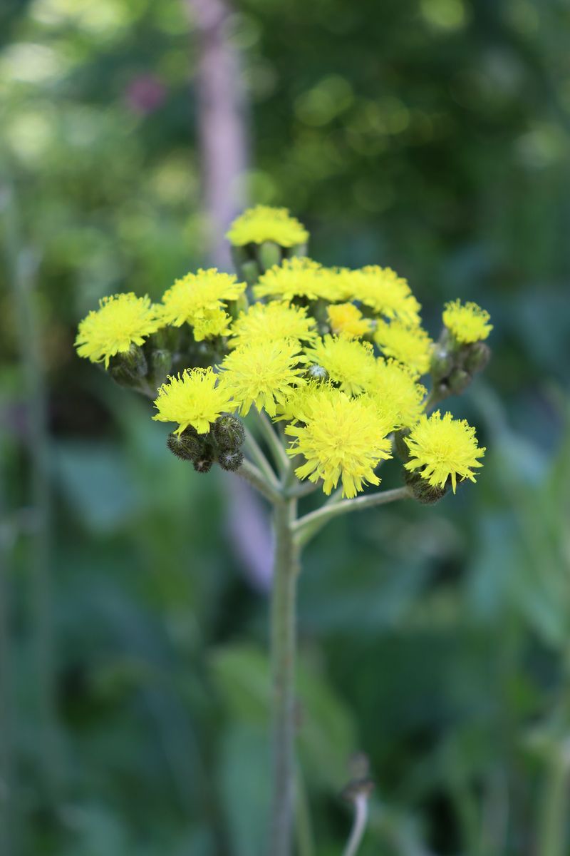 Image of genus Pilosella specimen.