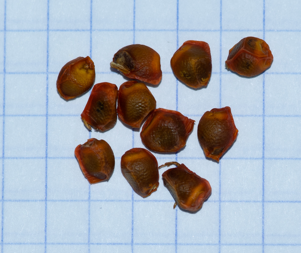 Image of Kiggelaria africana specimen.