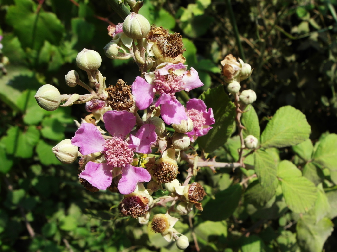 Image of Rubus sanctus specimen.