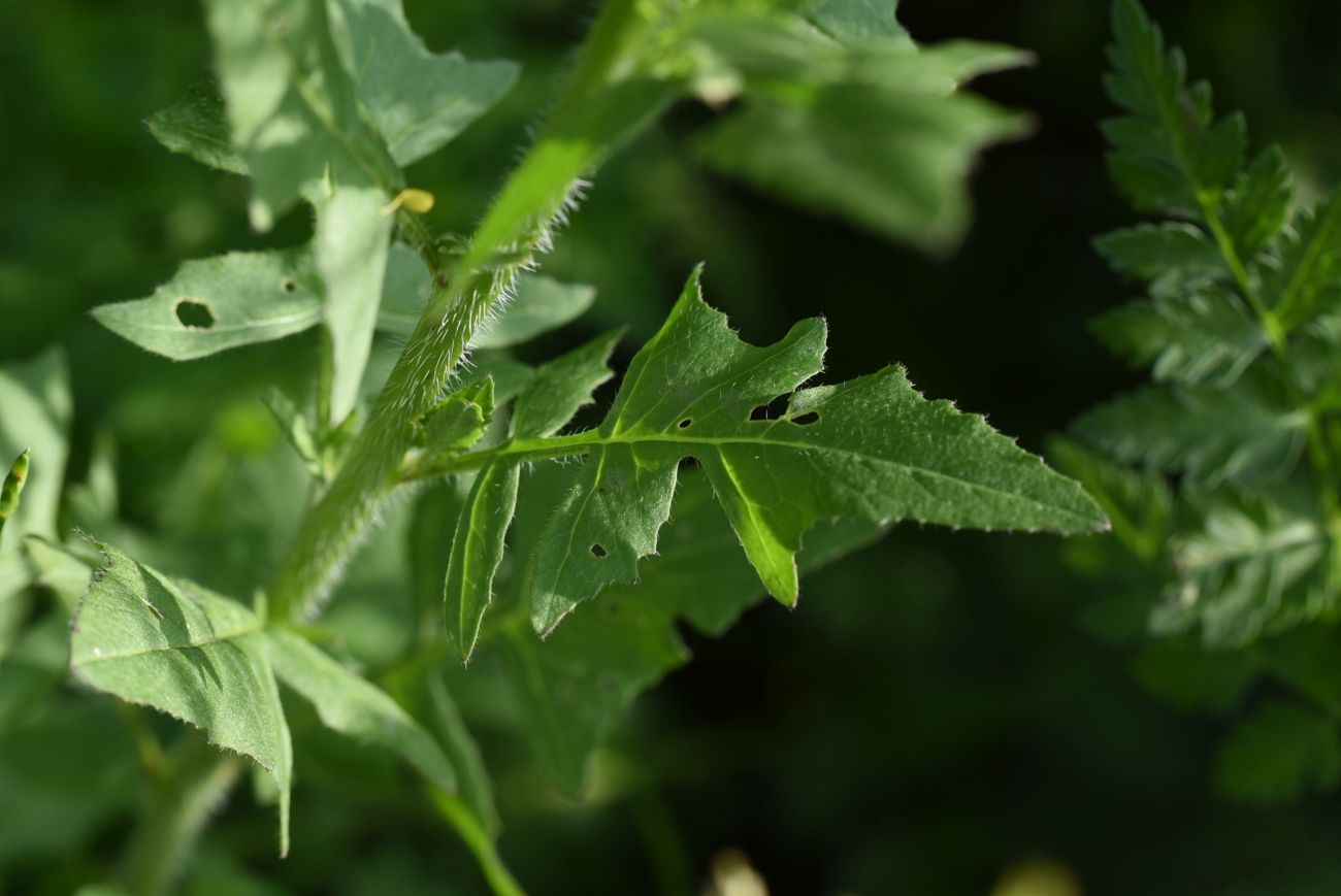 Изображение особи Sisymbrium loeselii.