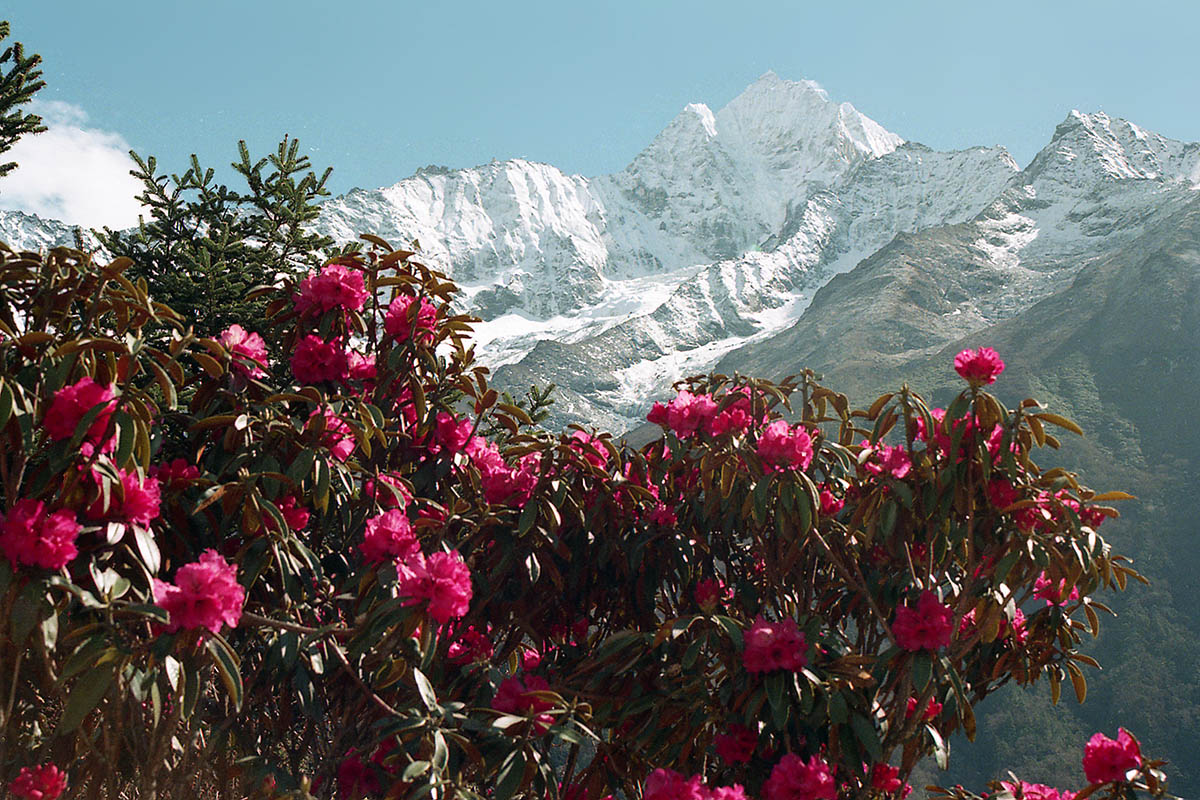 Изображение особи род Rhododendron.