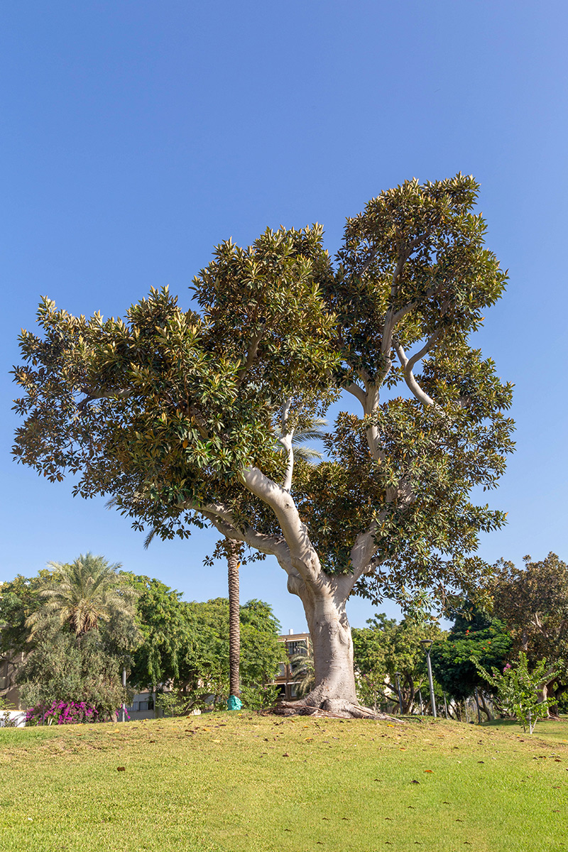 Изображение особи Ficus rubiginosa.