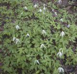 Atragene sibirica. Цветущее растение. Пермский край, Кунгурский р-н, правый берег р. Сылва, ур. Камень Ермак, крутой склон, берёзово-сосновый лес. 04.06.2022.