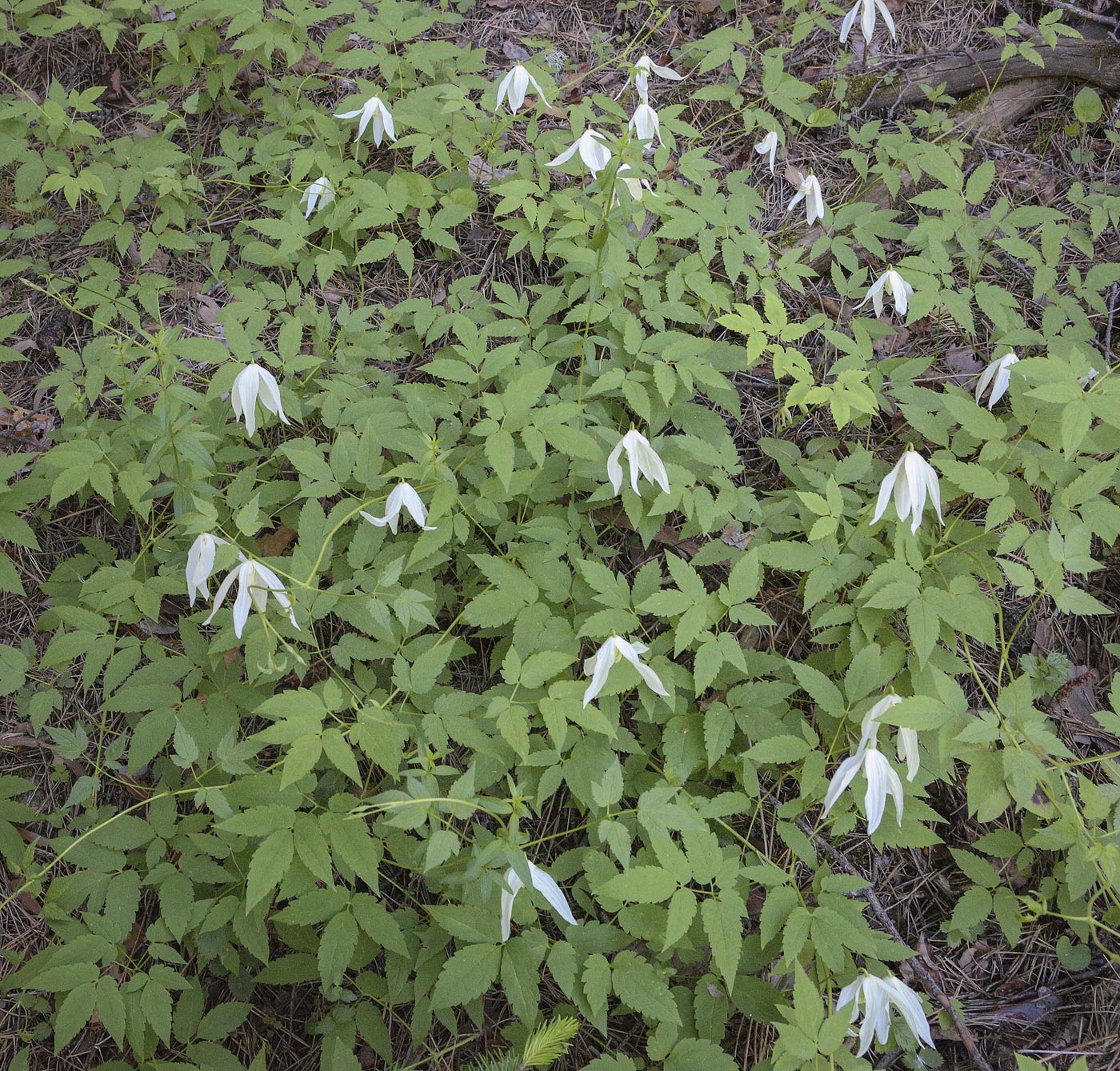 Изображение особи Atragene sibirica.