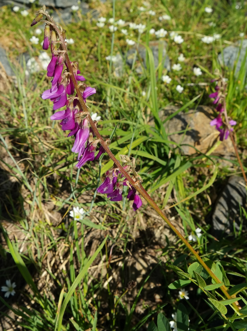 Изображение особи Hedysarum caucasicum.