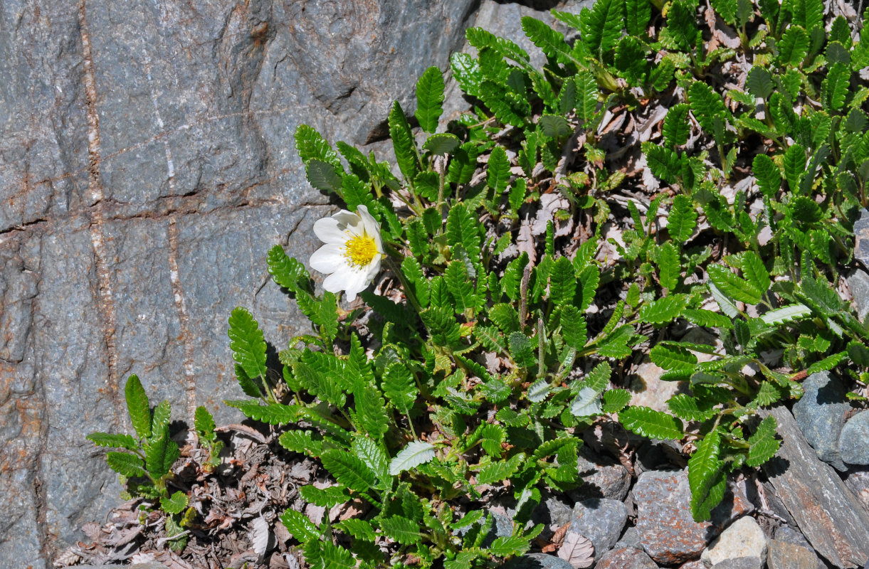 Изображение особи Dryas oxyodonta.