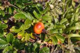 Rosa rugosa. Плод и листья. Приморье, гор. округ Фокино, бухта Круглая, мыс Голый, приморский луг. 31.07.2021.
