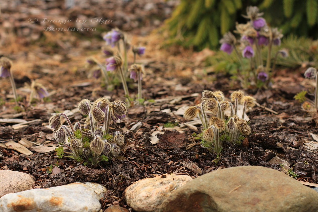 Изображение особи Pulsatilla ajanensis.